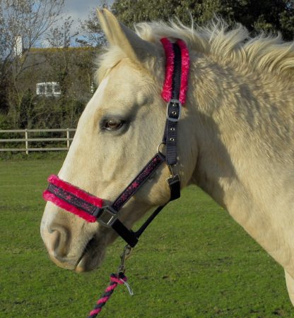 Clearance Cob Head Collars