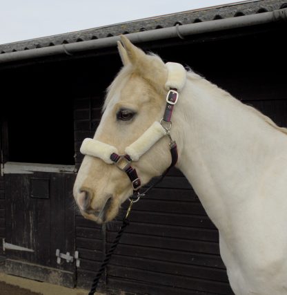 Clearance Cob Head Collars - Image 3