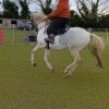 Indigo Blue CC Saddle Pad - Image 4